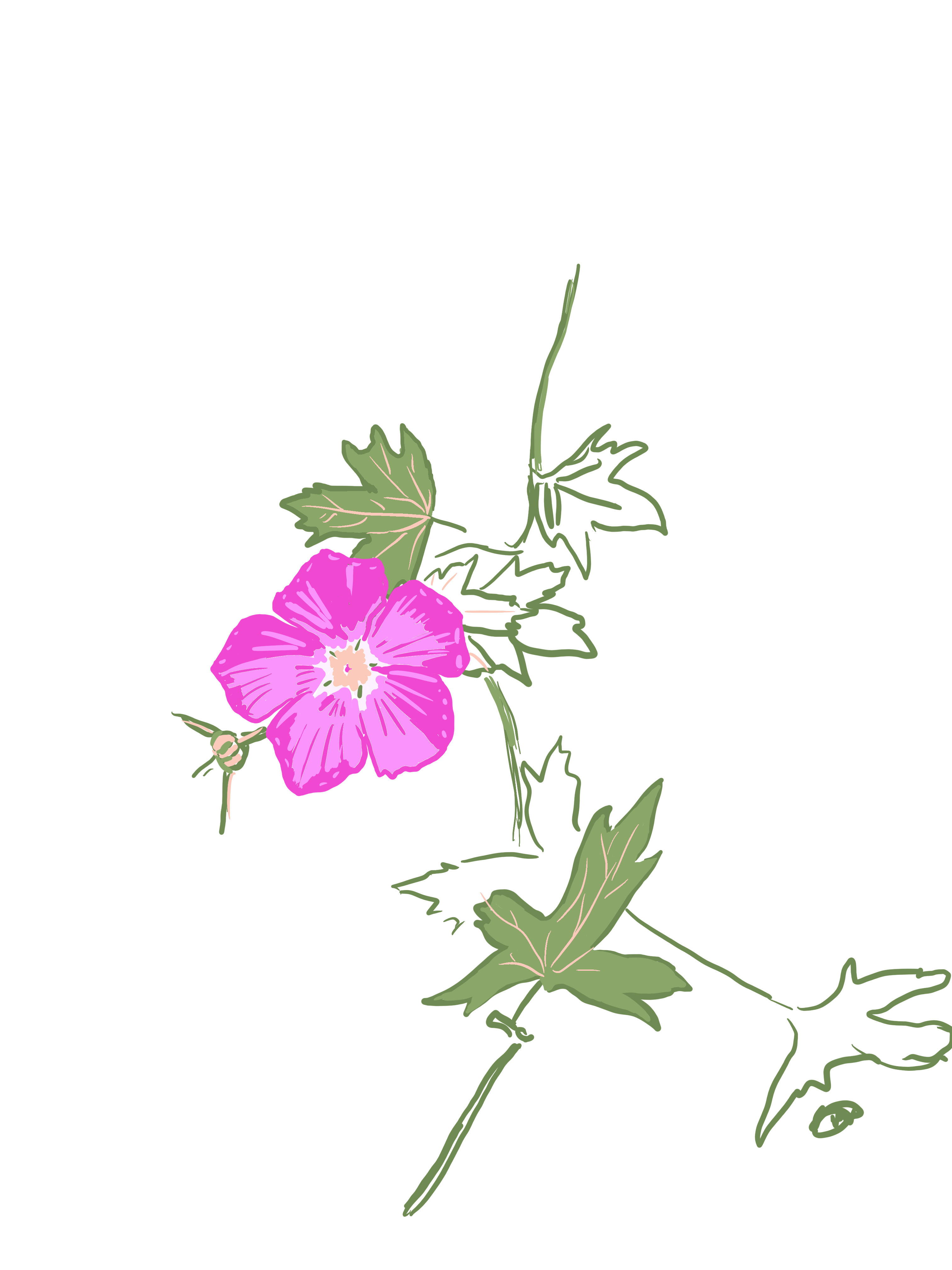 A digital drawing of a five-petaled flower with a pale yellow center, surrounded by several three-lobed leaves.